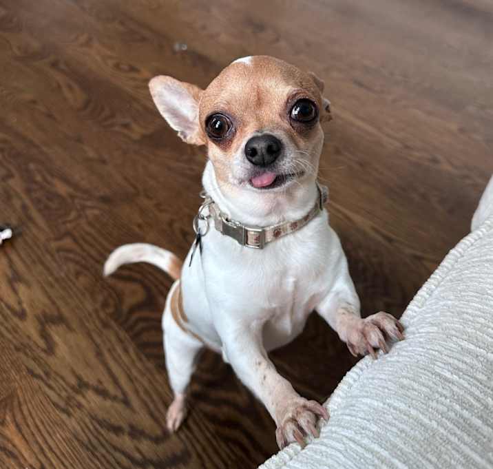 Photo of Lola