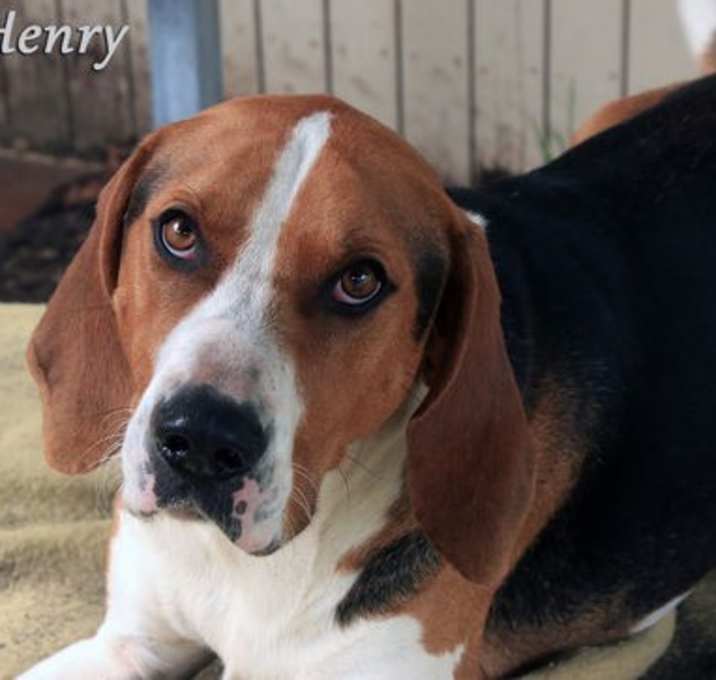 Photo of Henry