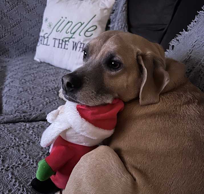 Photo of Hank