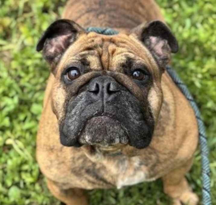 Photo of Nala