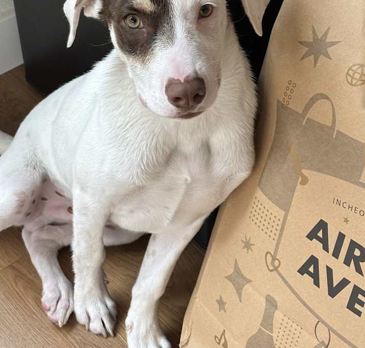 Photo of Lucky