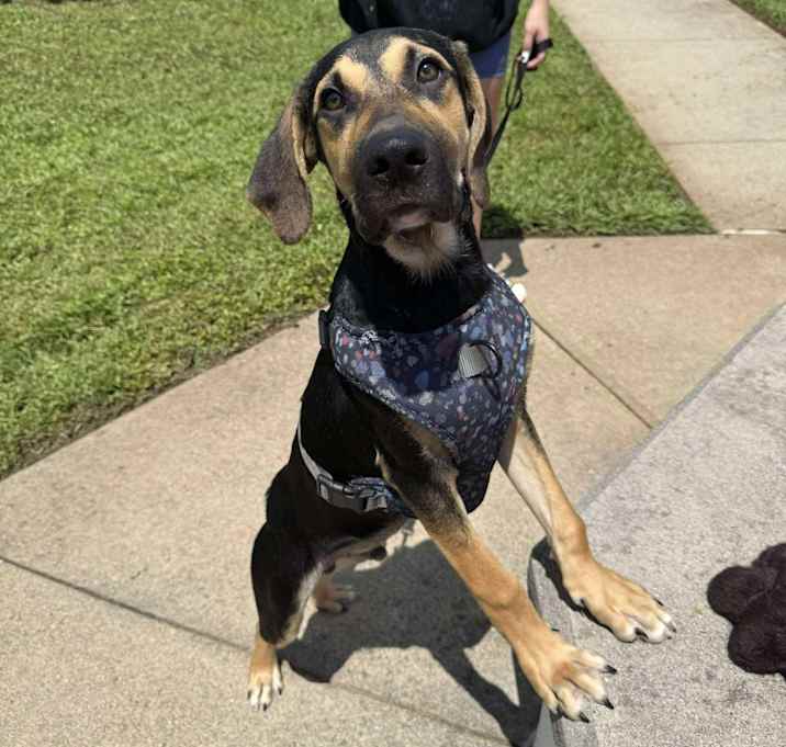 Photo of Wrangler
