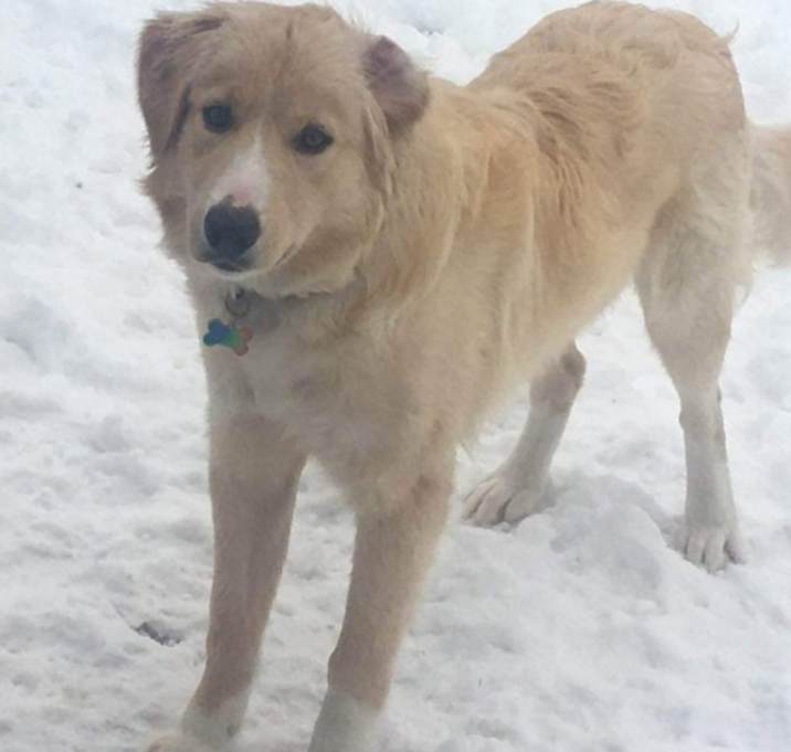 Photo of Toby