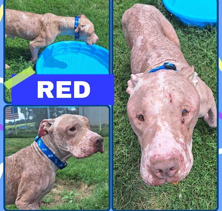 Photo of Red