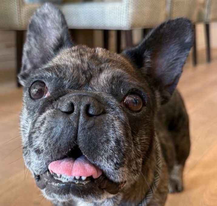 Photo of Cookie Crisp - Adopt Me!