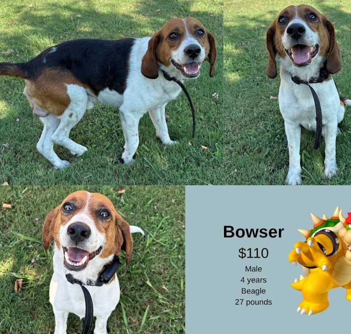 Photo of Bowser