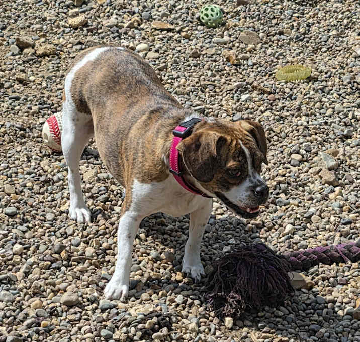 Photo of Bella