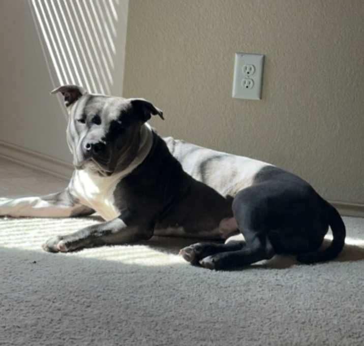 Photo of Louie