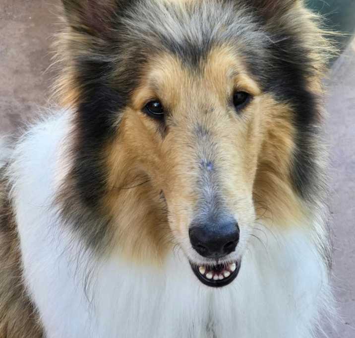 Photo of Ruby