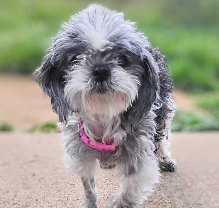 Photo of Bella