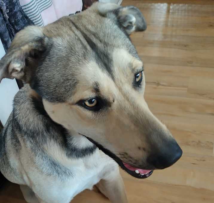 Photo of Sammy