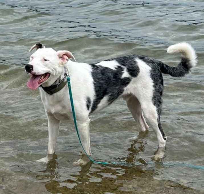 Photo of Shuggie (a courtesy listing in Indianapolis, IN)