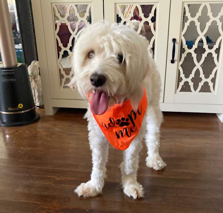 Photo of Oliver