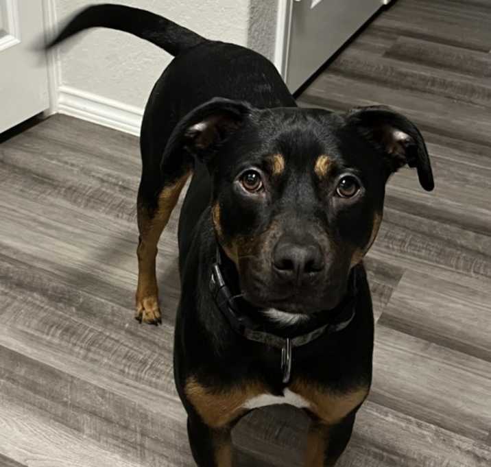 Photo of Shiloh