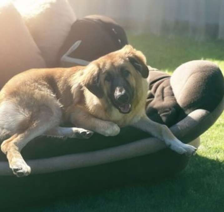 Photo of Brownie