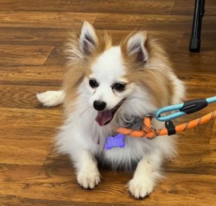 Photo of Rusty