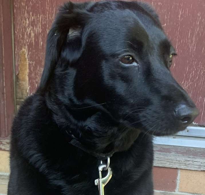 Photo of Blackie