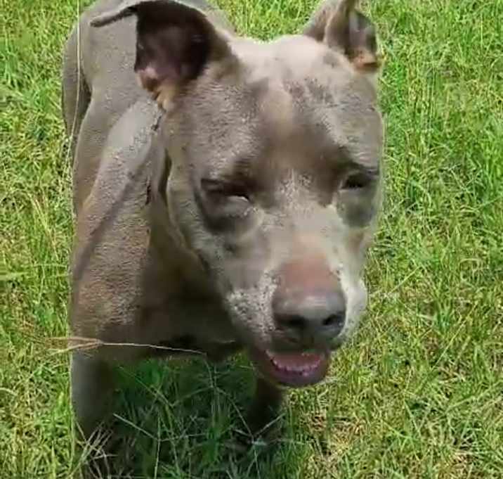 Photo of Daphne