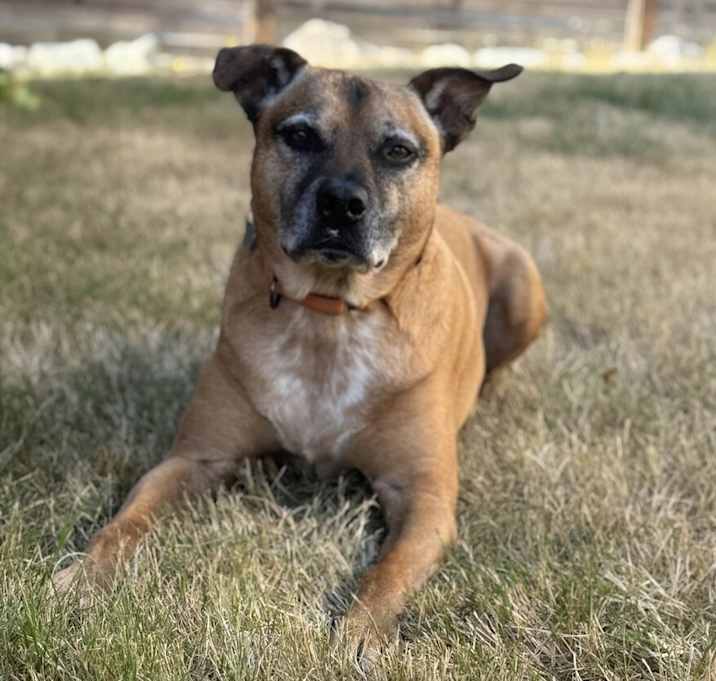 Photo of Vinnie - AVAILABLE / FOSTER NEEDED