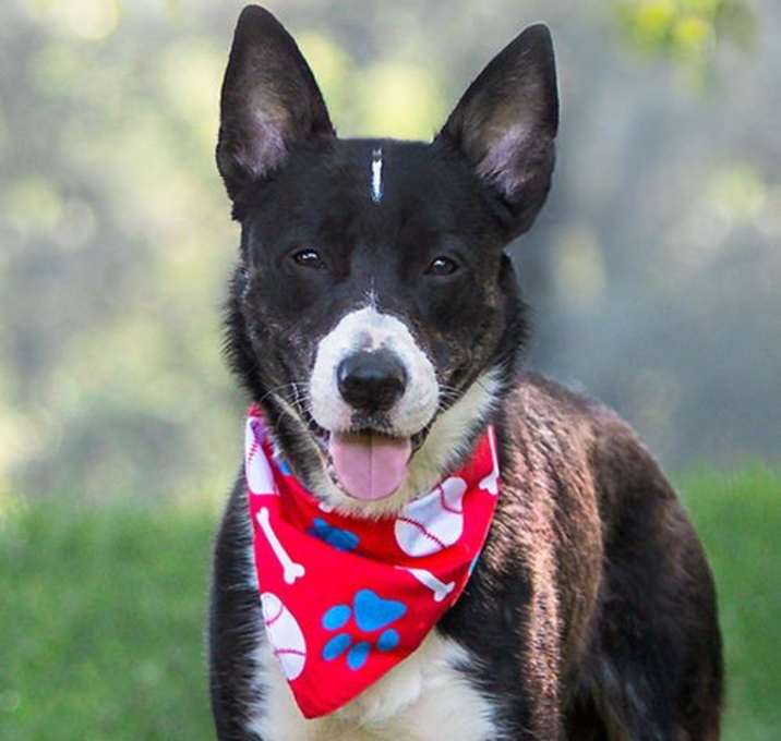 Photo of Douggie