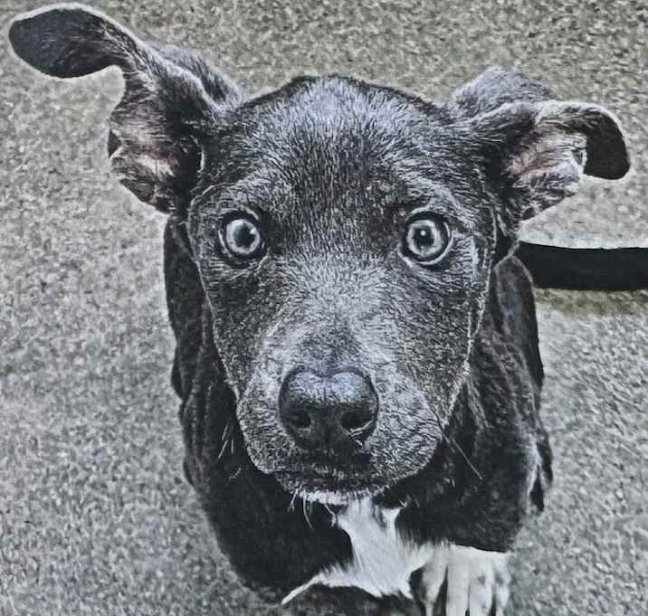 Photo of Moon Pie
