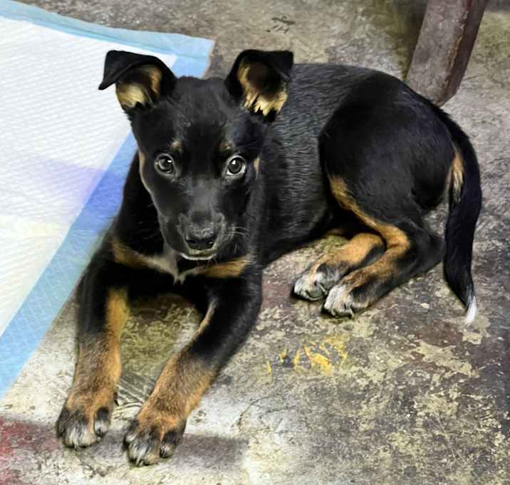 Photo of Sable