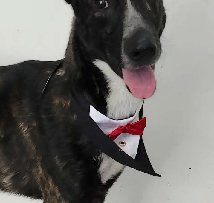 Photo of Kona