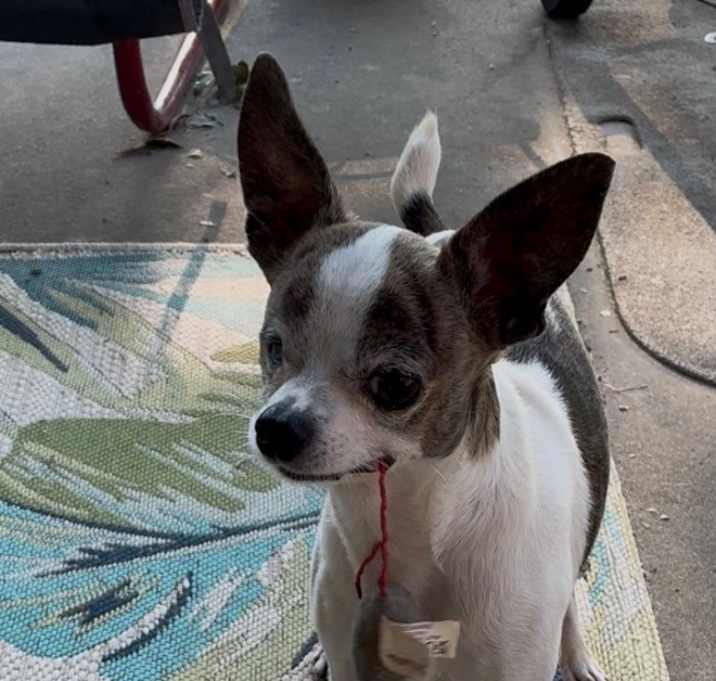 Photo of Little Tom