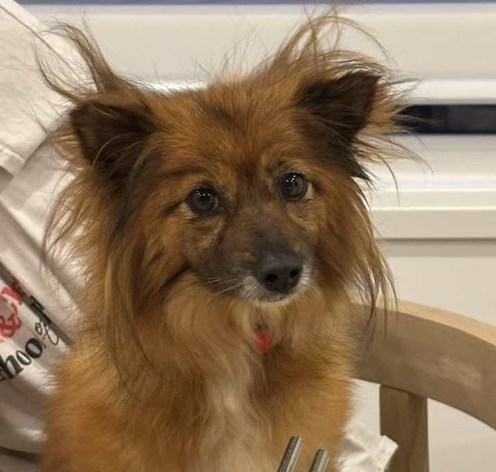 Photo of Coco