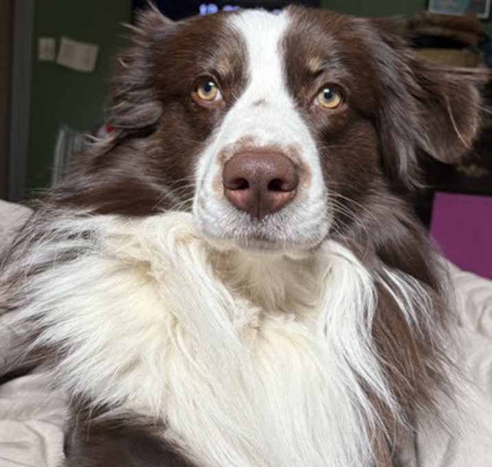 Photo of Mocha
