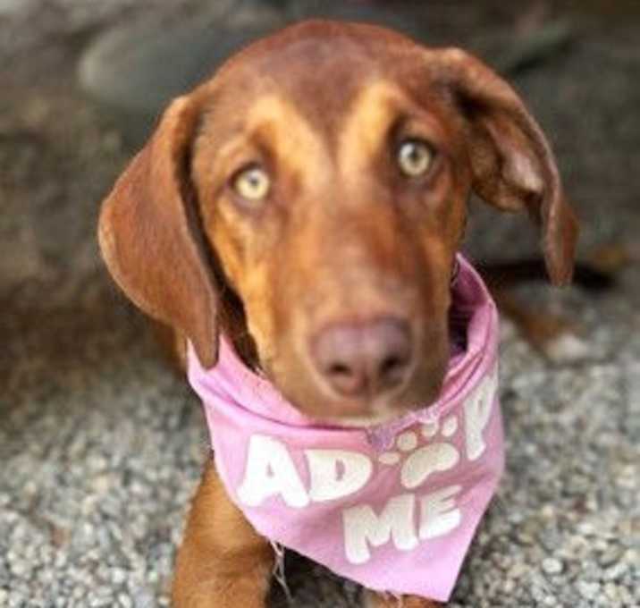 Photo of PUPPY SASHA