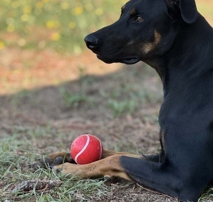Photo of Grim