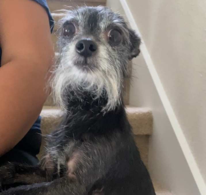 Photo of Nacho