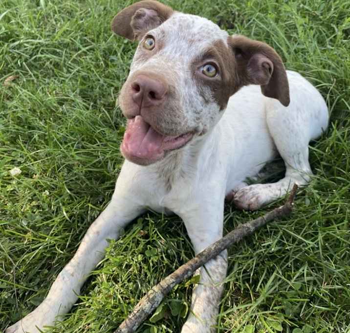 Photo of Timber