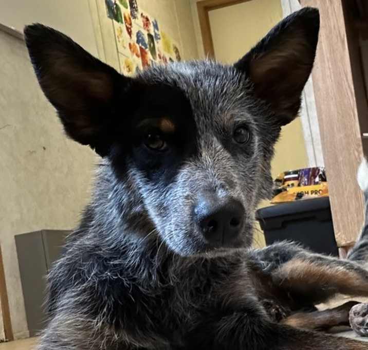 Photo of Hank