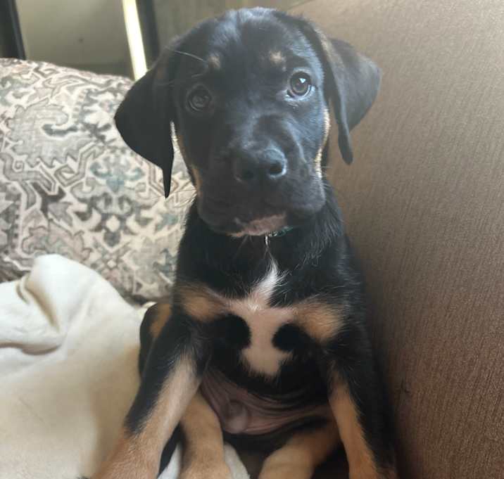 Photo of Kobe (Kobester, Kobes, Kobey-Kobe)