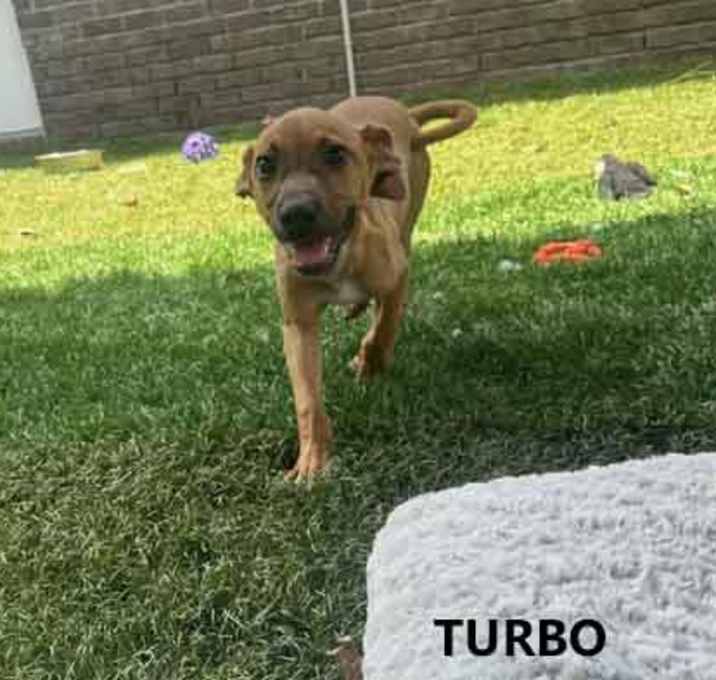 Photo of Turbo
