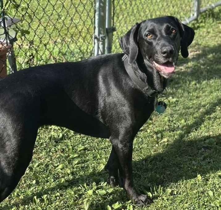 Photo of Clover