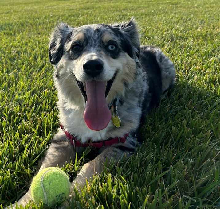 Photo of Cooper