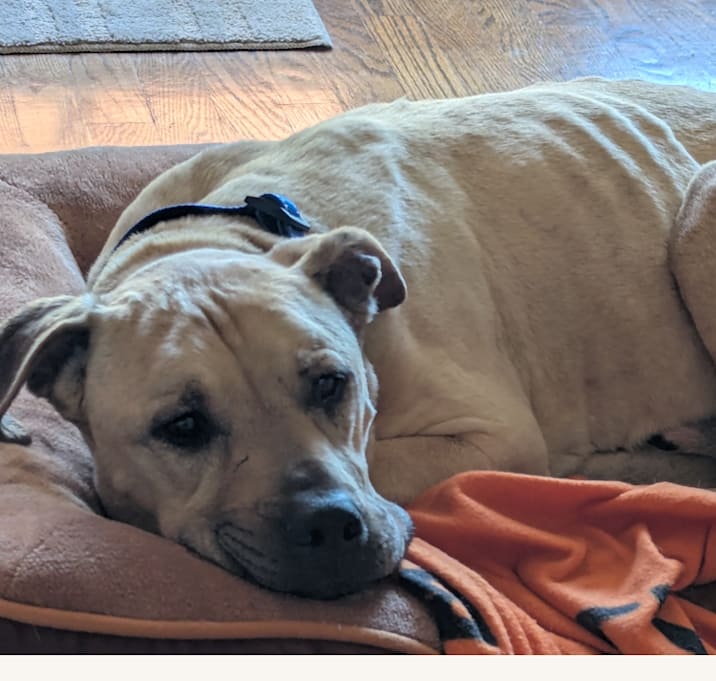 Photo of Baxter
