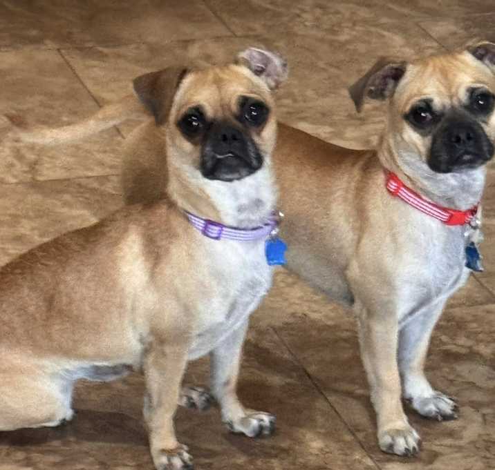 Photo of Daisy & Duke