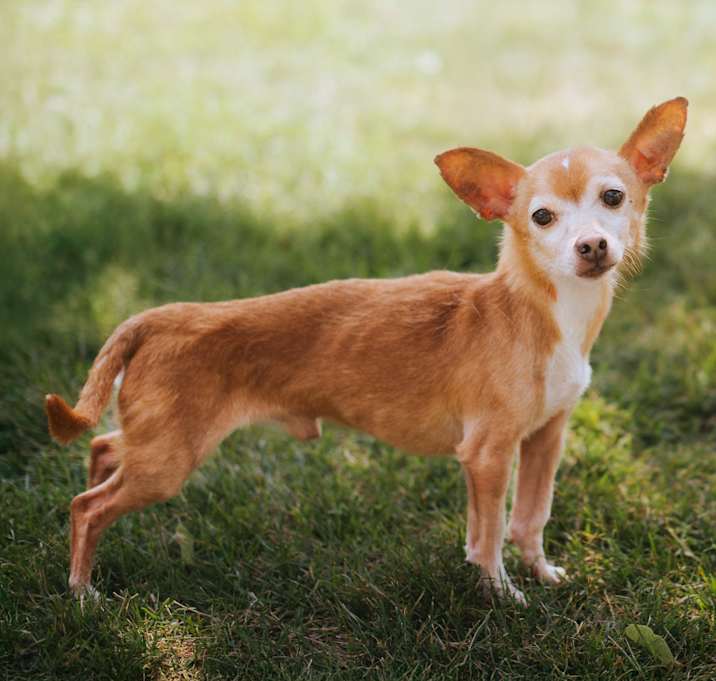 Photo of Schmoopy