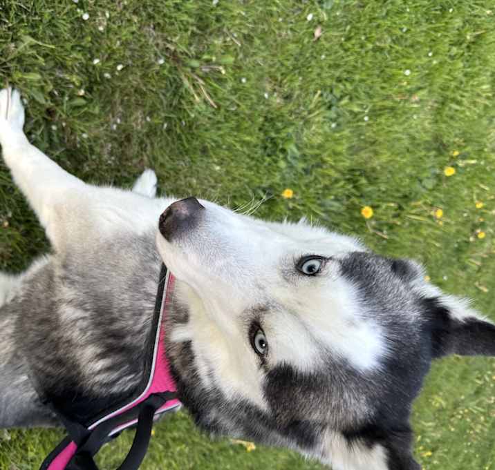 Photo of Luna