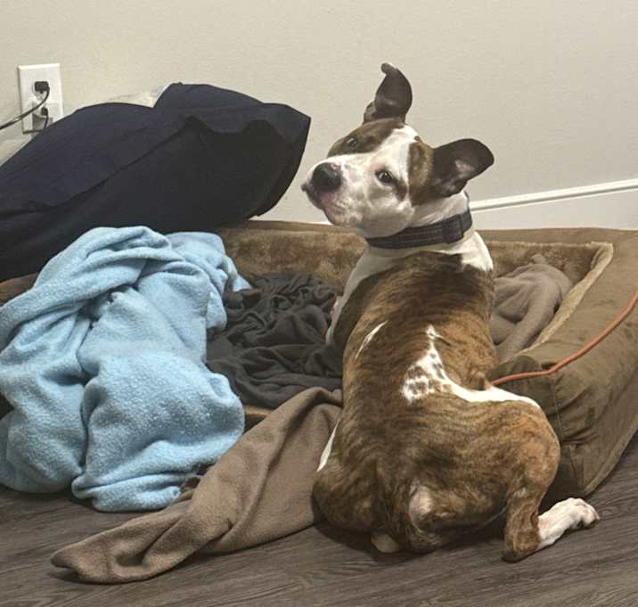 Photo of Milo