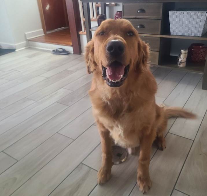 Photo of Koda