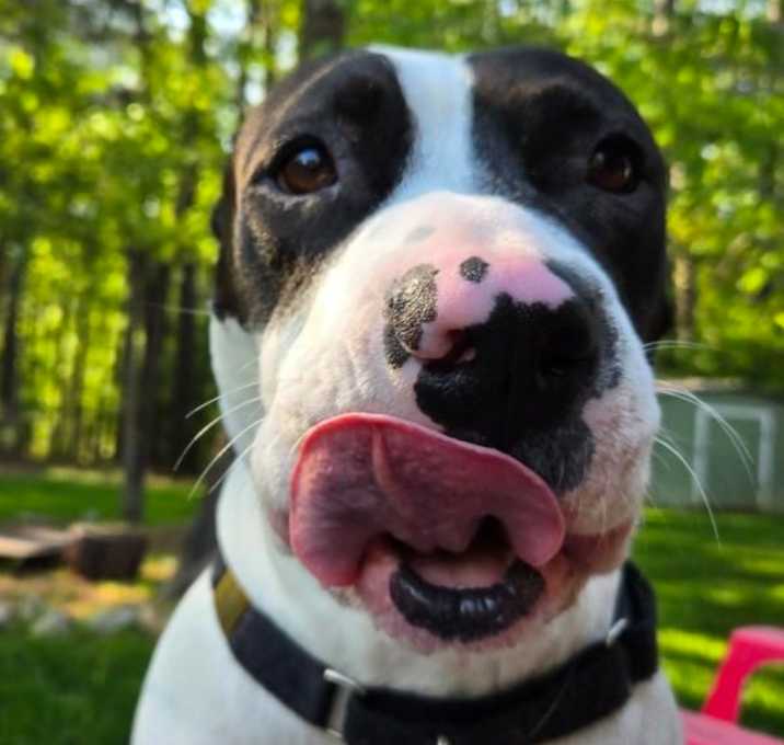 Photo of Otis