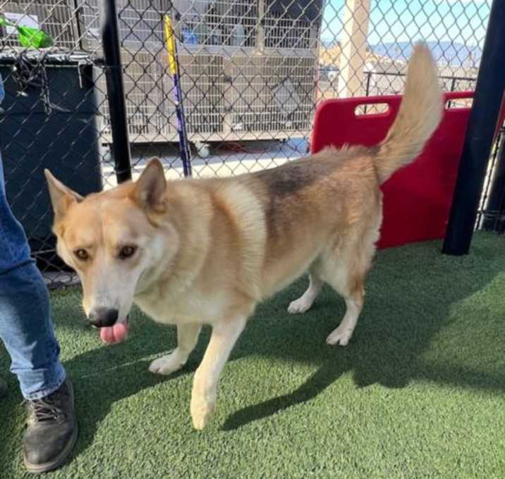 Photo of APOLLO