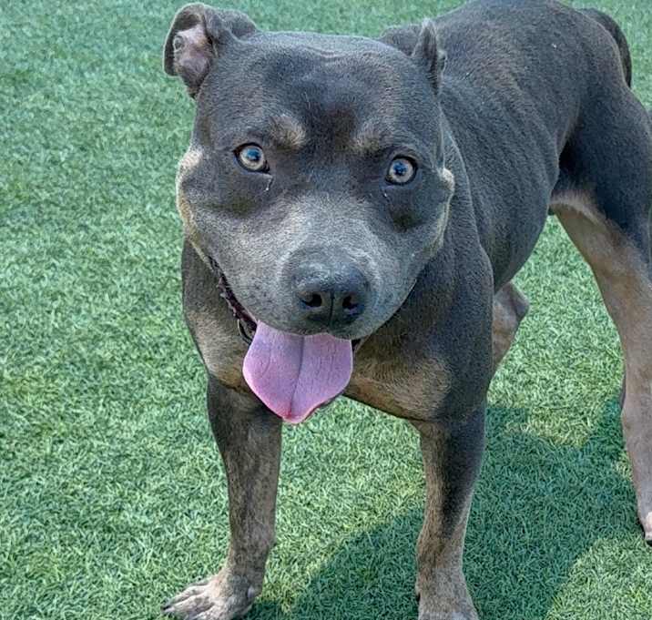 Photo of Possum A2208262