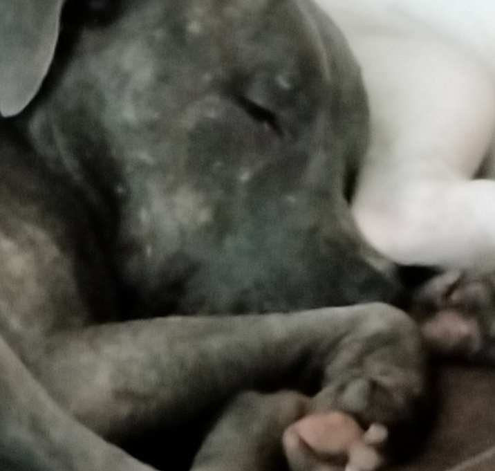 Photo of Lola