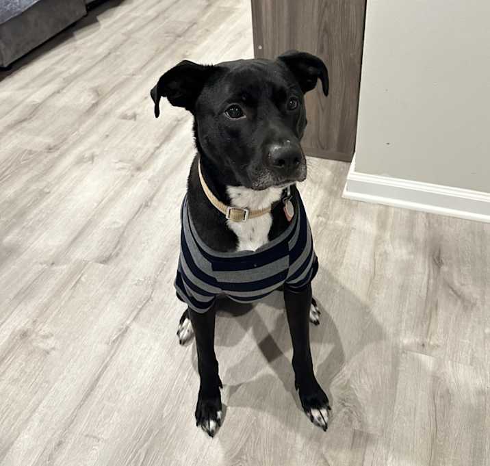 Photo of Cooper